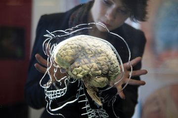 Human brain