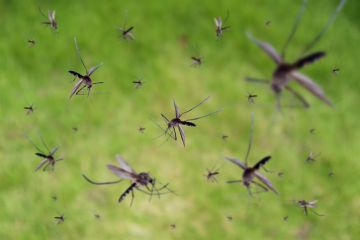 Mosquitoes flying