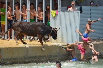 A bull forcing people to jump in to the sea, Denia, Spain. To illustrate postdocs attracted by the María Zambrano programme not being retained in positions in Spain. A bull forcing people to jump in to the sea, Denia, Spain. To illustrate postdocs attracted by the María Zambrano programme not being retained in positions in Spain.