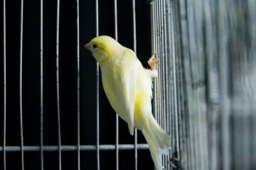 A canary in a dark cage A canary in a dark cage