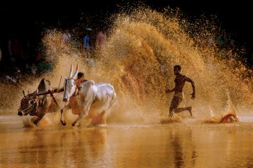 A cattle race in Kerala A cattle race in Kerala