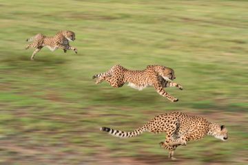 Cheetahs hunting