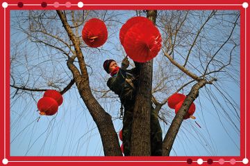 A worker hangs red lanterns on a tree for the upcoming Lunar New Year in Beijing, as an illustration of Chinese universities rising in position in the Asia Rankings. A worker hangs red lanterns on a tree for the upcoming Lunar New Year in Beijing, as an illustration of Chinese universities rising in position in the Asia Rankings.