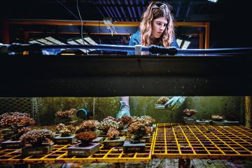 Tanks of water with various corals