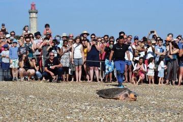 crowd-watching-turtle