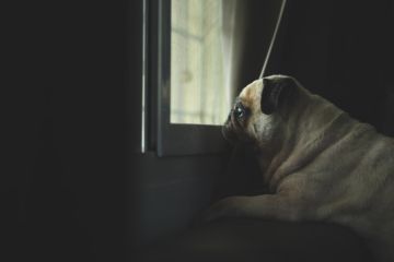 Cute little pug dog looking out a window with evening light illuminating his face. Feeling sad and missing owner