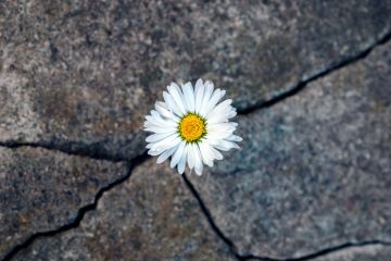 A daisy grows out of a cracked slab, symbolising emerging strongly from the funding crisis