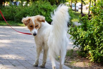 A dog looks at its tail