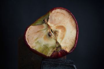 Dry old apple cut in half Dry old apple cut in half