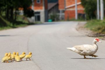 A mother duck crosses the road with her ducklings. To illustrate that university promotion policies reveal an emphasis on PhD recruitment and completions, rather than the need for high-quality support. A mother duck crosses the road with her ducklings. To illustrate that university promotion policies reveal an emphasis on PhD recruitment and completions, rather than the need for high-quality support.