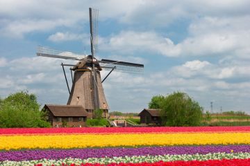 Dutch tulip field Dutch tulip field
