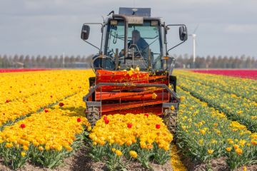 Farmer at tractor is cutting the heads of tulip flowers