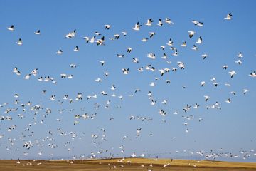 Flock of seagulls flying against blue sky Flock of seagulls flying against blue sky