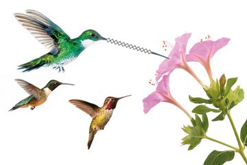 Flying hummingbirds feeding on nectar from flower Flying hummingbirds feeding on nectar from flower