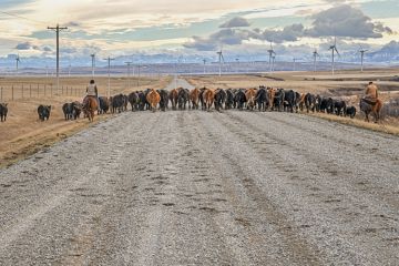 Fort Macleod, Alberta, Canada November 03, 2021 Two men on horseback drive cattle down a gravel road through wind turbines in the Rocky Mountain foothills