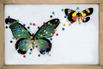 Framed butterfly collection (illustration)