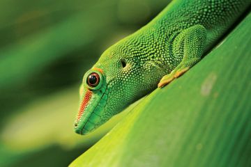 Green lizard sitting on plant Green lizard sitting on plant