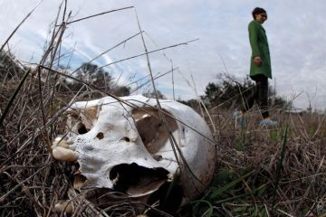 Human skull lying in-grass, researcher Kate Spradley in background Human skull lying in-grass, researcher Kate Spradley in background