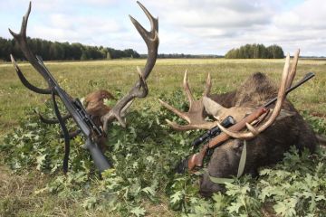 Hunting trophies of elk and deer with weapons after the hunt, symbolising the pursuit of large grants Hunting trophies of elk and deer with weapons after the hunt, symbolising the pursuit of large grants