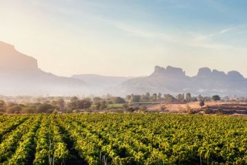 Indian vineyards