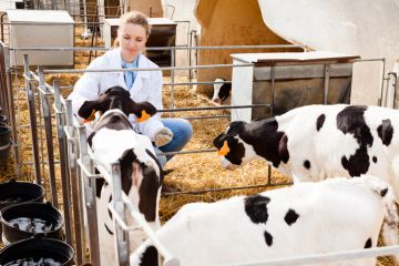 Young smiling female veterinarian inspecting calves in dairy farm Young smiling female veterinarian inspecting calves in dairy farm