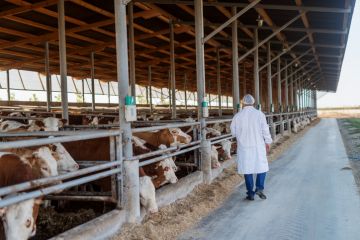 Veterinarian checking cows at cow farm. Veterinarian checking cows at cow farm.