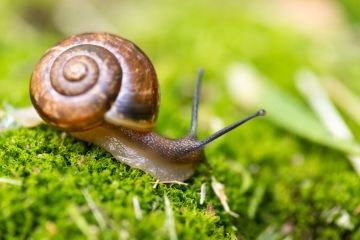 Snail Snail illustrating slow progress with UK university education consultation and reform