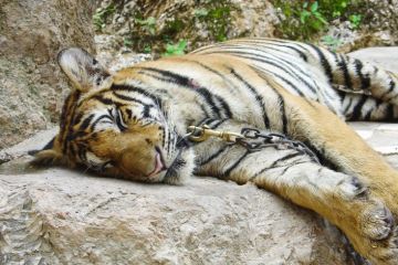 Chained tiger