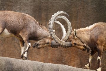 Two wild goats butting heads
