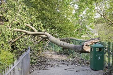 Tree blocking a path representing the block that the Covid lockdowns has placed in the way of women submitting preprints, gender inequality