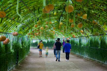 alking Through a Wire Tunnel Adorned with Hanging Pumpkins and Gourds alking Through a Wire Tunnel Adorned with Hanging Pumpkins and Gourds