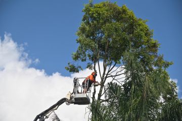 Arborists cutting branch of a tree with chainsaw using truck-mounted lift Arborists cutting branch of a tree with chainsaw using truck-mounted lift