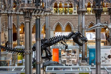  Dinosaur skeleton on display in the magnificent building of Oxford University Museum of Natural History