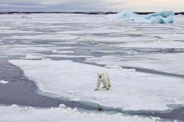 Polar bear