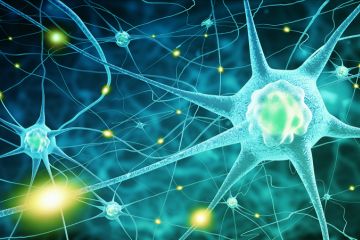 Pursuing a PhD in neuroscience Pursuing a PhD in neuroscience