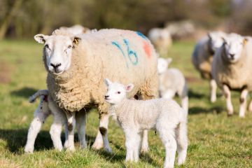Sheep family Sheep family