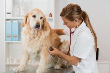 Student vet Student vet