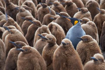 King penguin creche King penguin creche