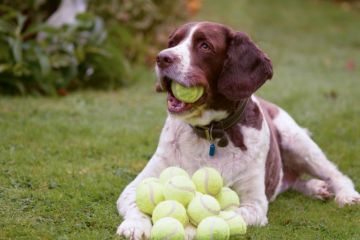 Greedy dog