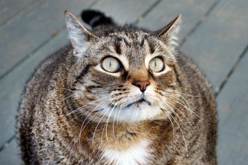 Fat cat looking angry