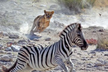 Lion chasing zebra Lion chasing zebra