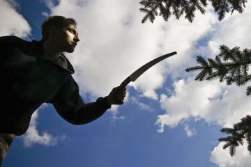 Man reaching out to prune tree Man reaching out to prune tree