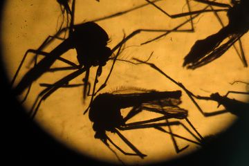 Mosquito Mosquito