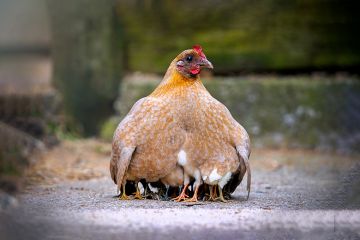 Mother hen with baby chicks protected beneath her wings, with only their legs visible. To illustrate young, specialist providers taken under the wing of an established university.