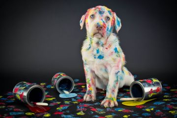 Naughty dog