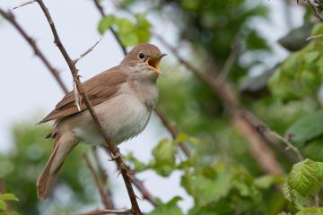 A nightingale bird, nightingale