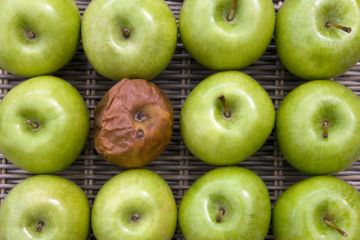 One bad apple - one rotten apple in a group of a dozen apples.