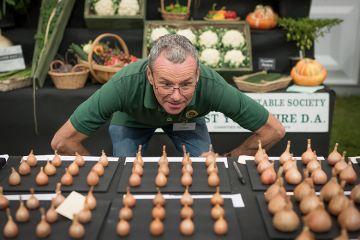 Shallots are judged during the Harrogate Autumn flower show at Newby Hall and Gardens, 2025. To illustrate that the UK’s market for students needs careful curation. Shallots are judged during the Harrogate Autumn flower show at Newby Hall and Gardens, 2025. To illustrate that the UK’s market for students needs careful curation.
