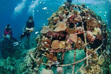 Reef
