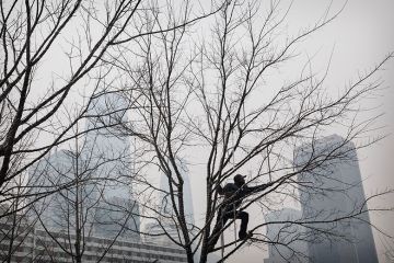 Man in tree branches